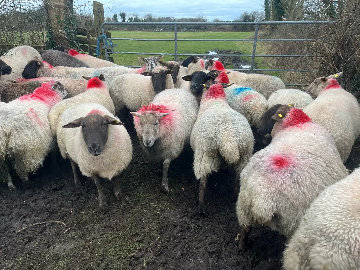 22 SMASHING INLAMB EWES - Image 2