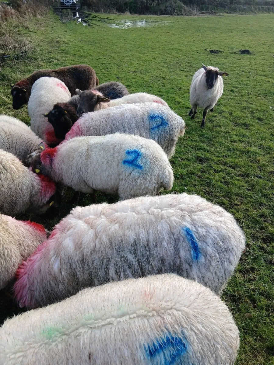 22 SMASHING INLAMB EWES - Image 4