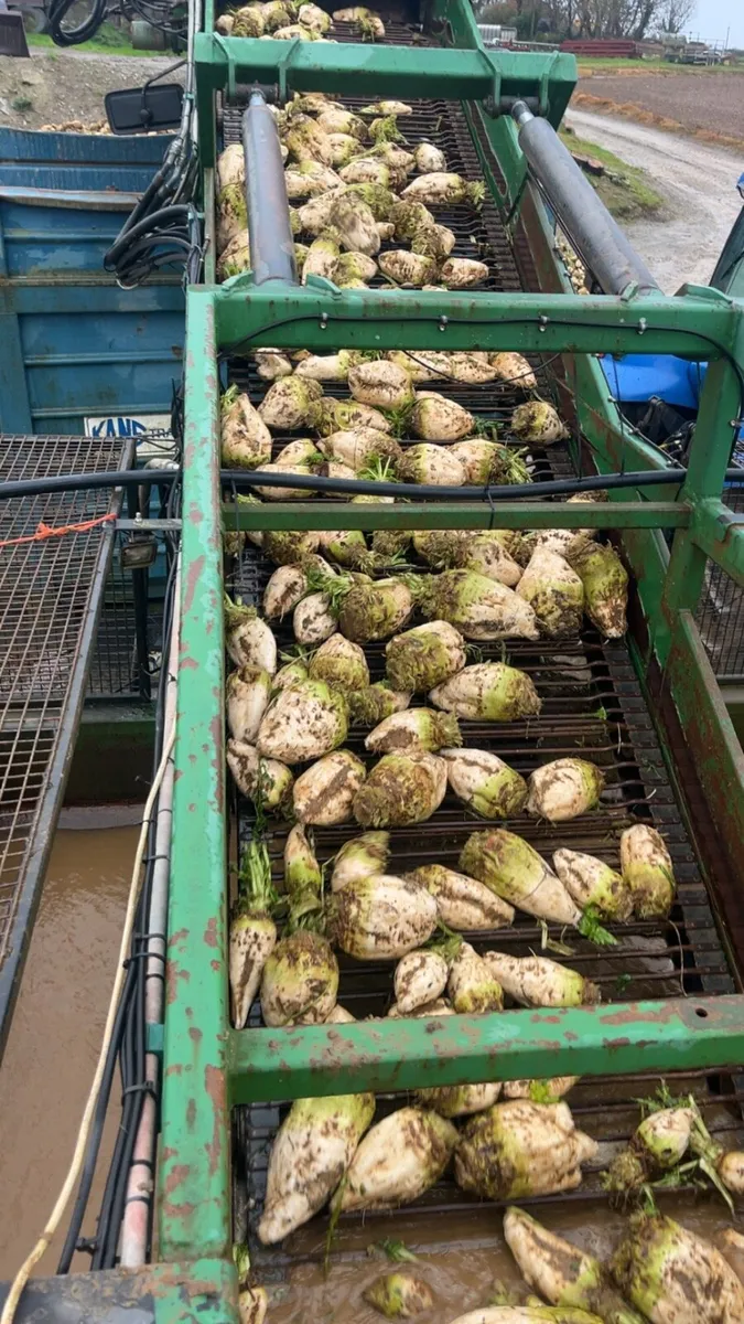 Beet and maize - Image 3