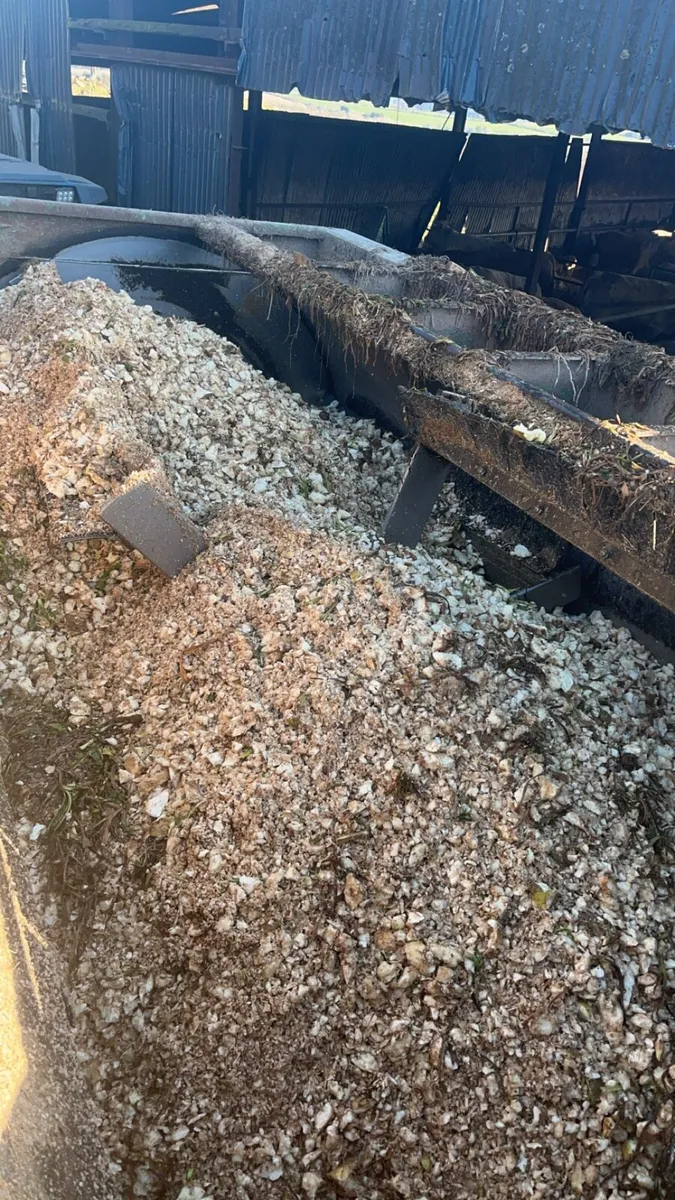 Beet and maize - Image 4