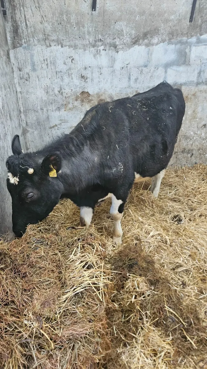 Dairy cows and heifers - Image 2