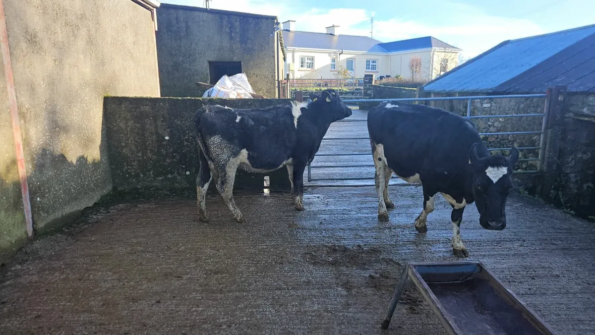 Dairy cows and heifers - Image 3