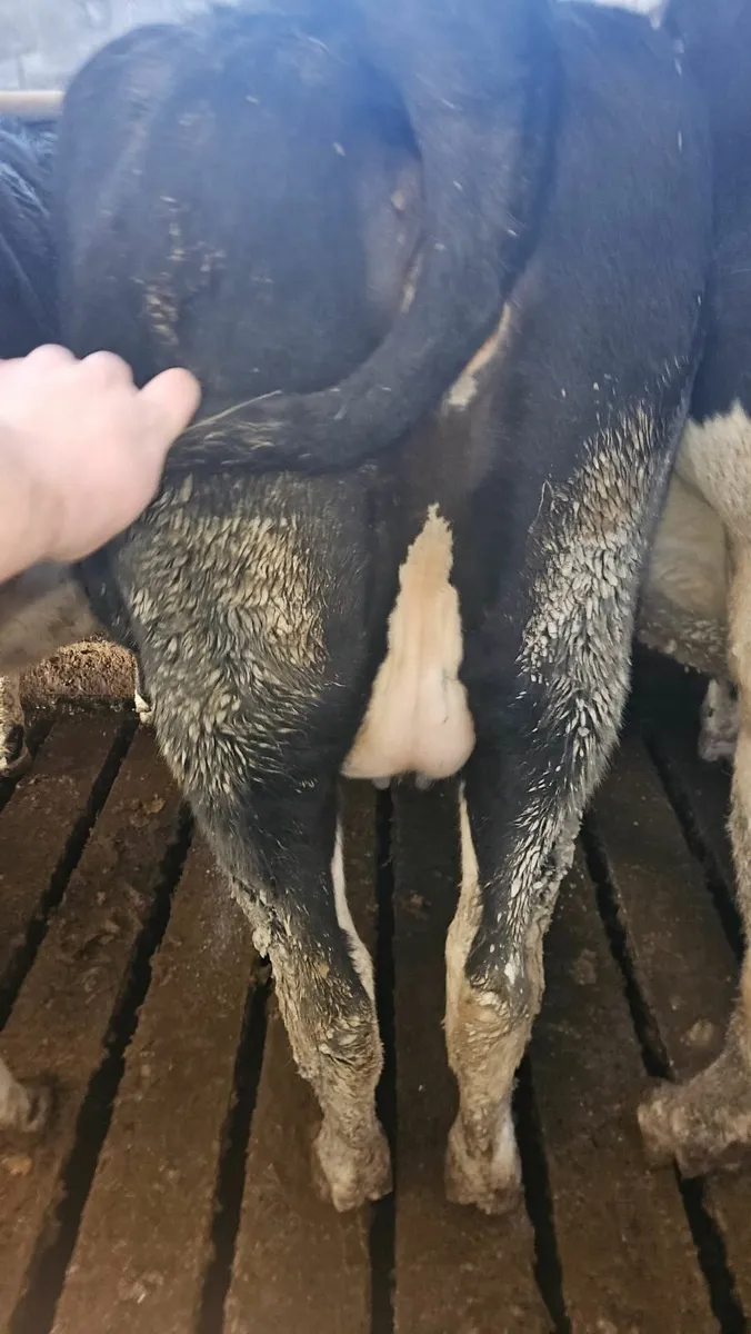 Dairy cows and heifers - Image 4