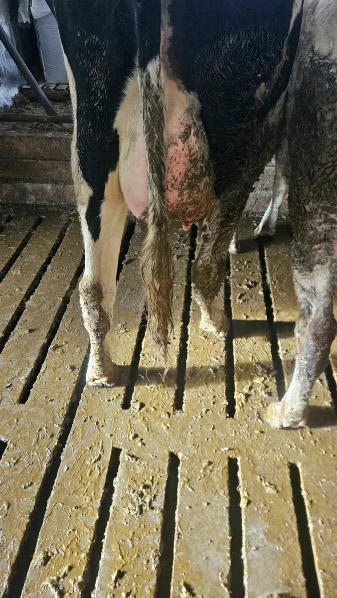 Dairy cows and heifers - Image 1