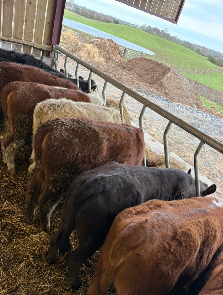 10 super 360kg suckler bred heifers for sale - Image 2