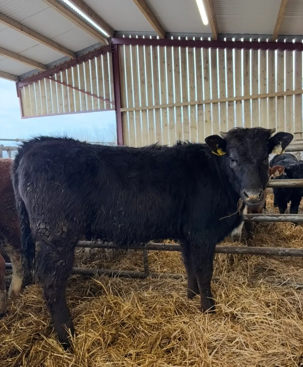10 super 360kg suckler bred heifers for sale - Image 3
