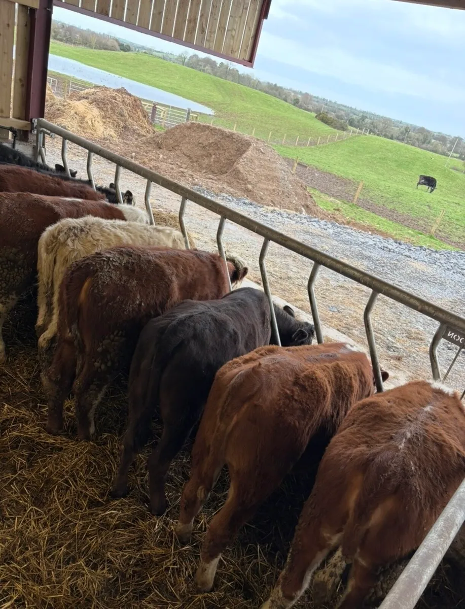 10 super 360kg suckler bred heifers for sale - Image 4