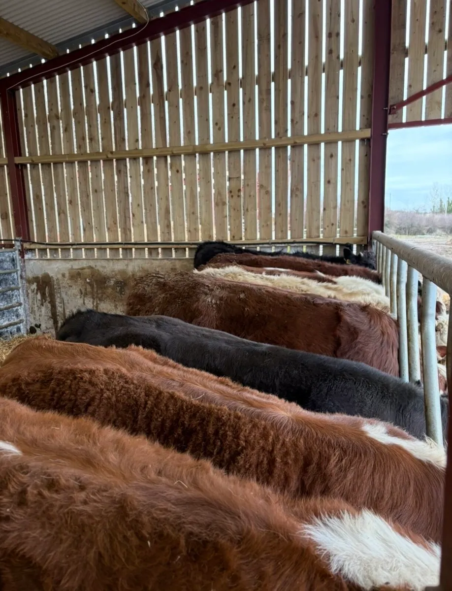 10 super 360kg suckler bred heifers for sale - Image 1