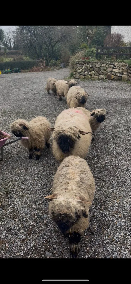 Valais Blacknose Ewes & Lambs - Image 2