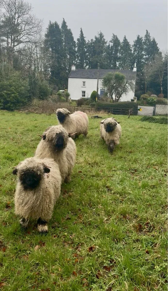 Valais Blacknose Ewes & Lambs - Image 3