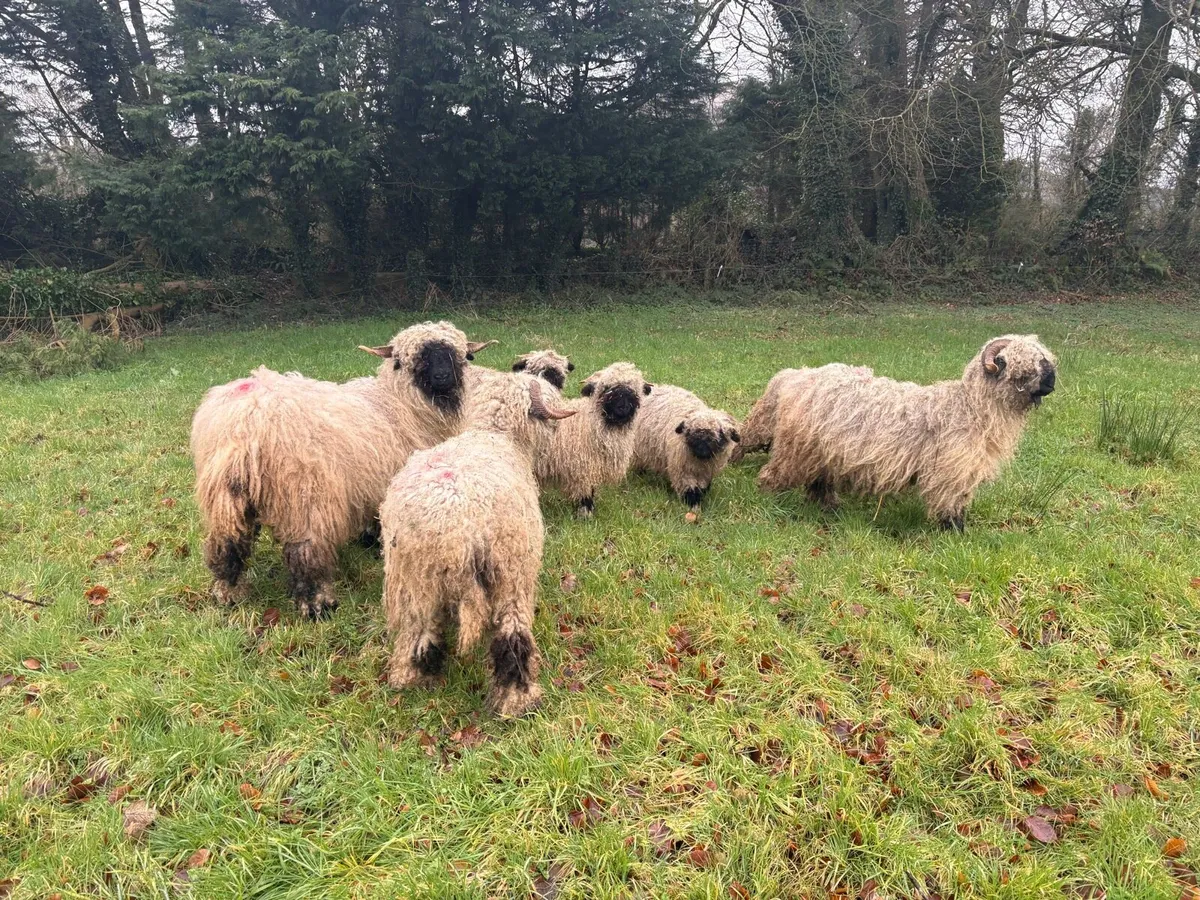 Valais Blacknose Ewes & Lambs - Image 1