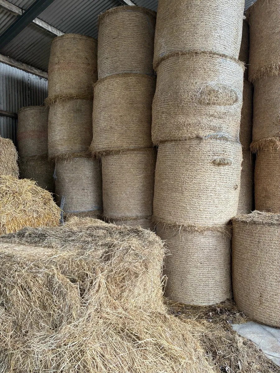 Hay for Sale - Image 1