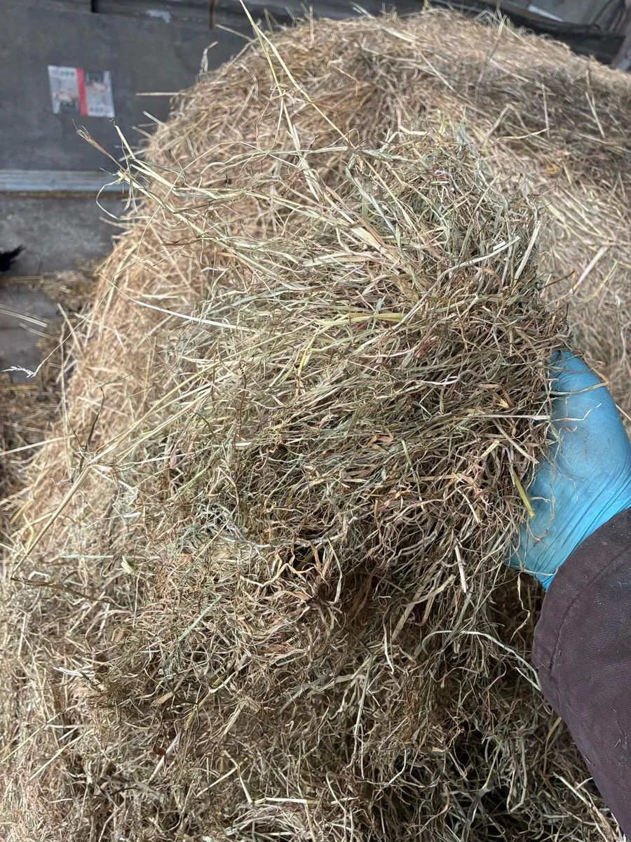 Hay for Sale - Image 3
