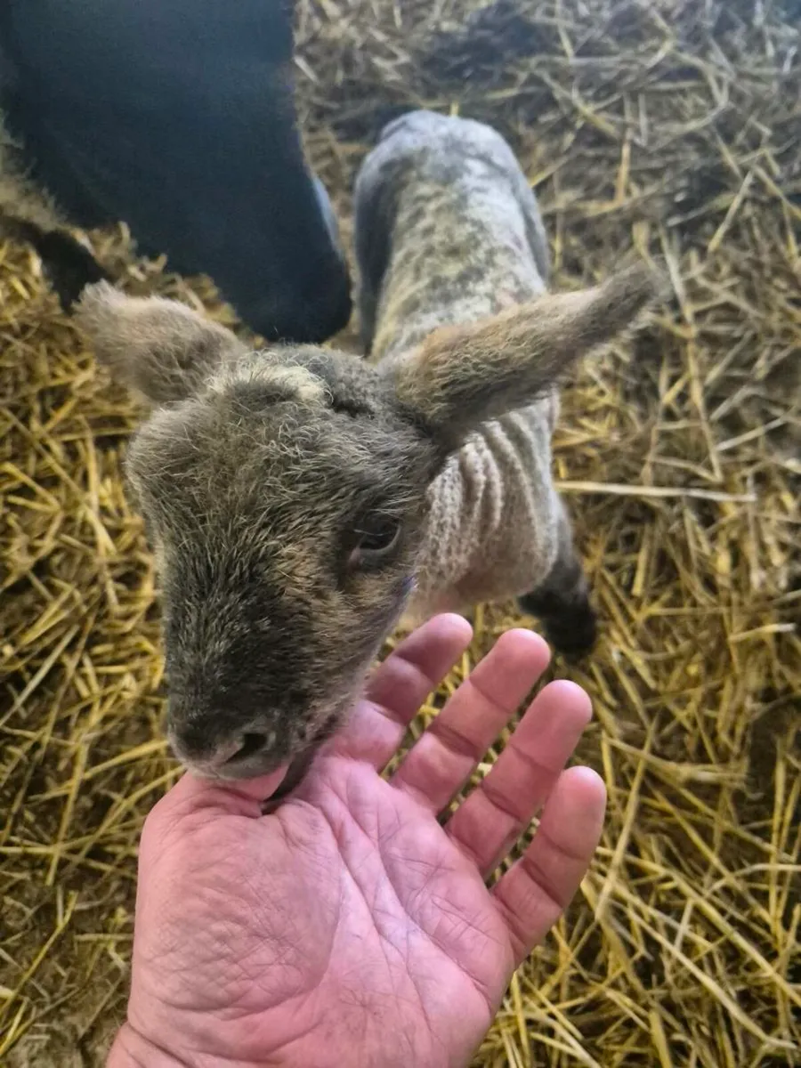 Foster Lambs - Image 1