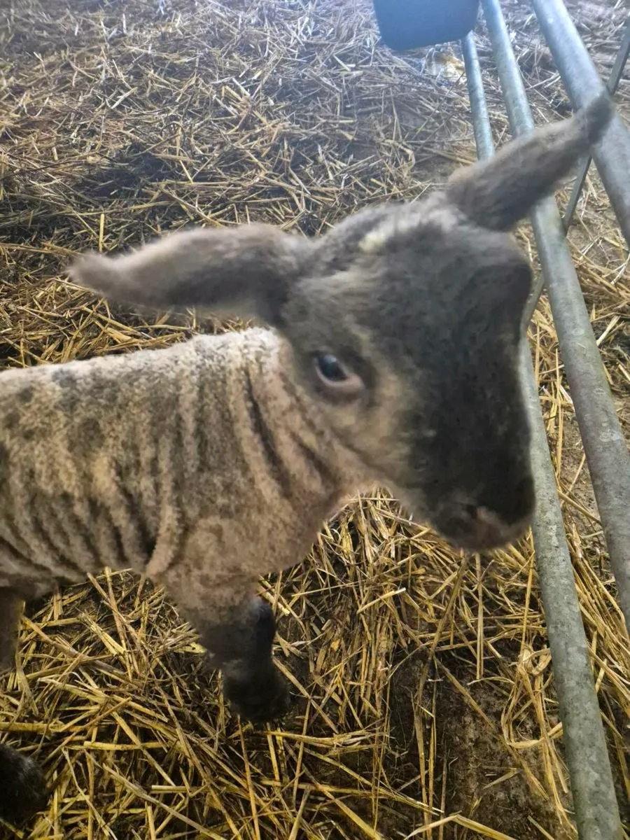 Foster Lambs - Image 2