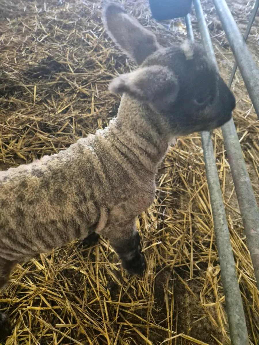 Foster Lambs - Image 3