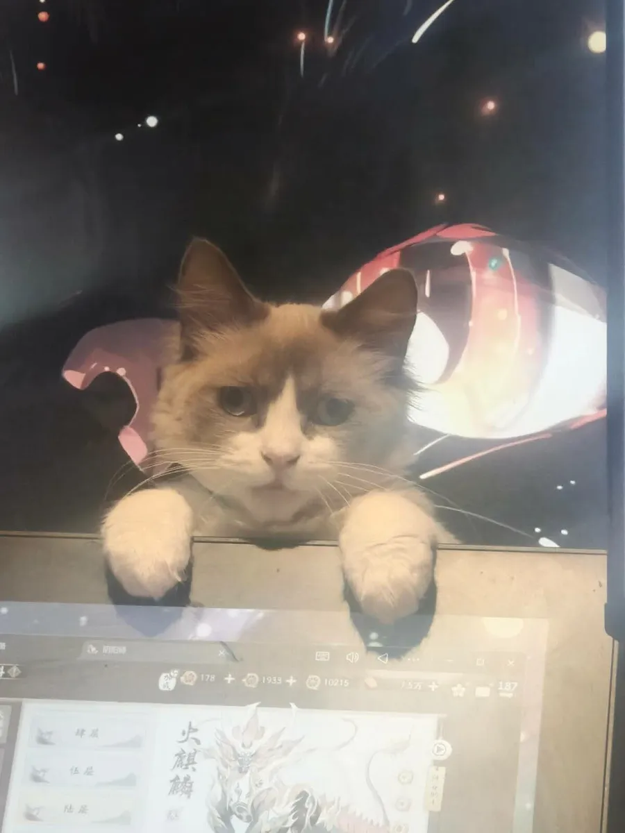 ragdoll x Spynx breed kittens - Image 1