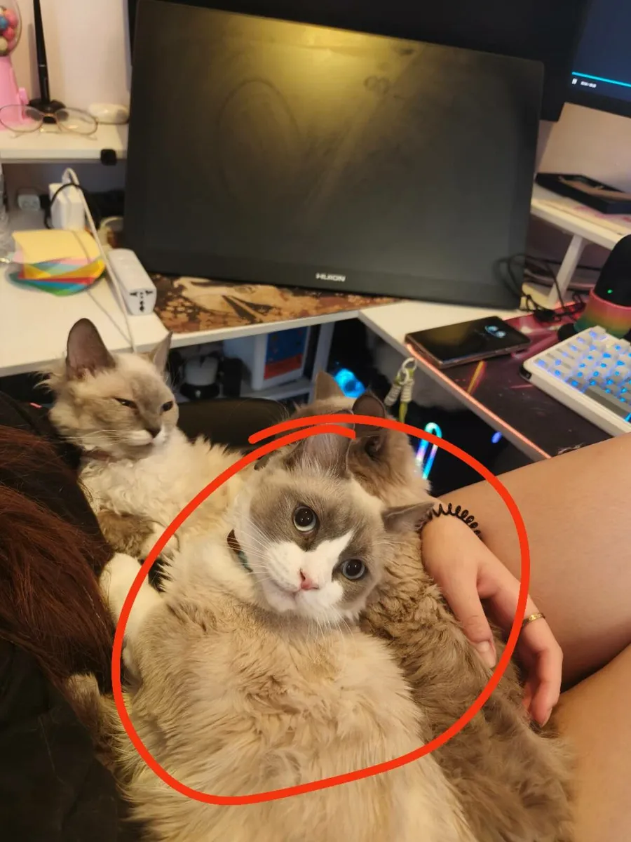 ragdoll x Spynx breed kittens - Image 4