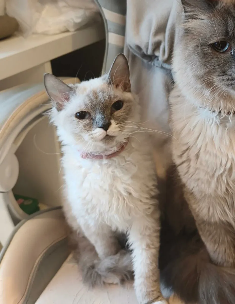 ragdoll x Spynx breed kittens - Image 2