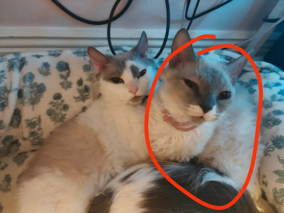 ragdoll x Spynx breed kittens - Image 3