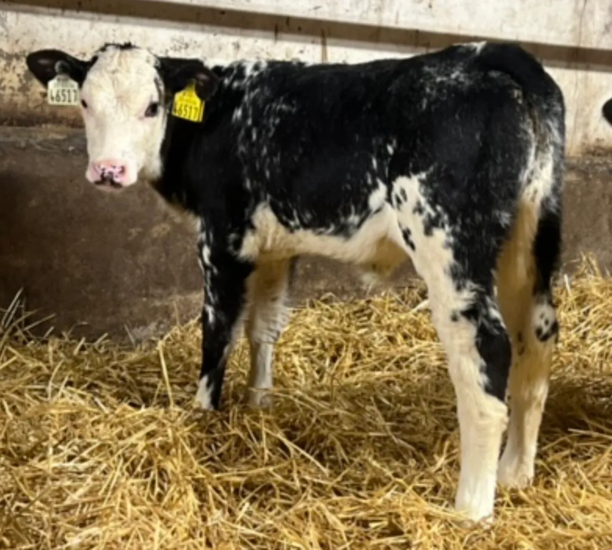 Belgian Blue Heifer Calves - Image 1