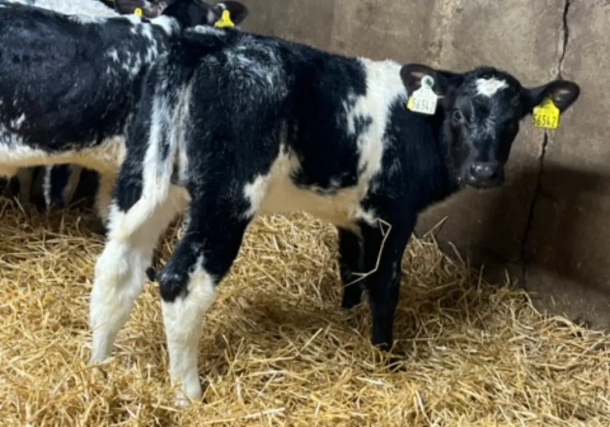 Belgian Blue Heifer Calves - Image 3