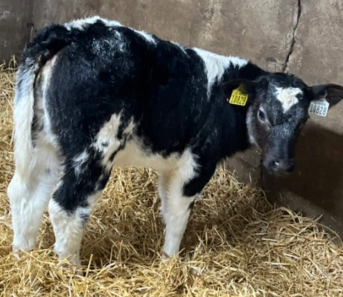 Belgian Blue Heifer Calves - Image 4