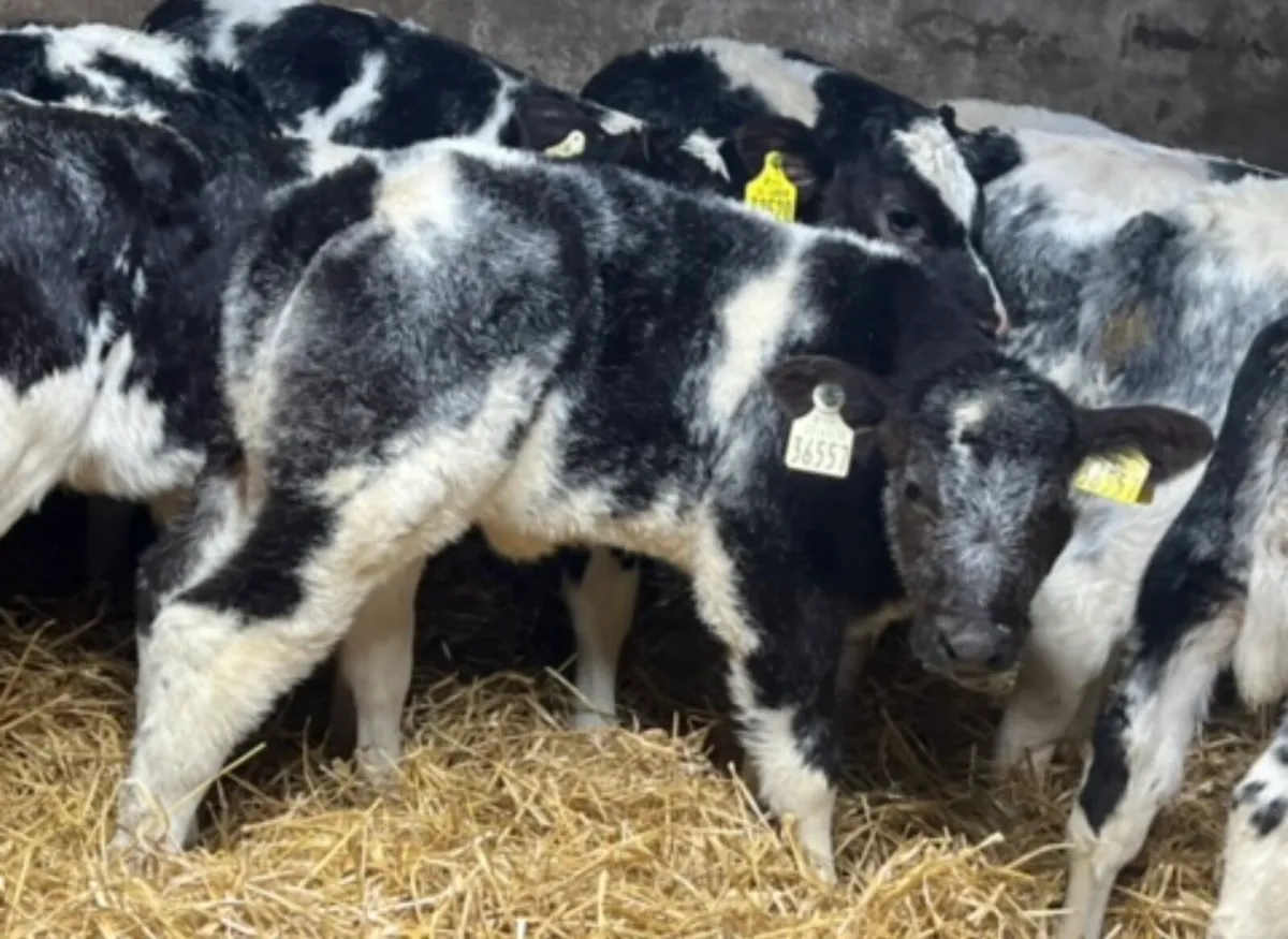 Belgian Blue Heifer Calves - Image 1