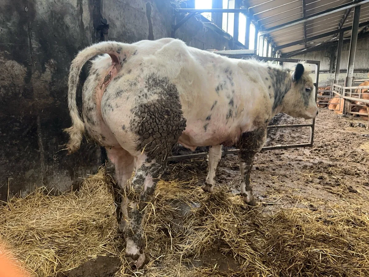 SHOW HEIFERS - Image 1