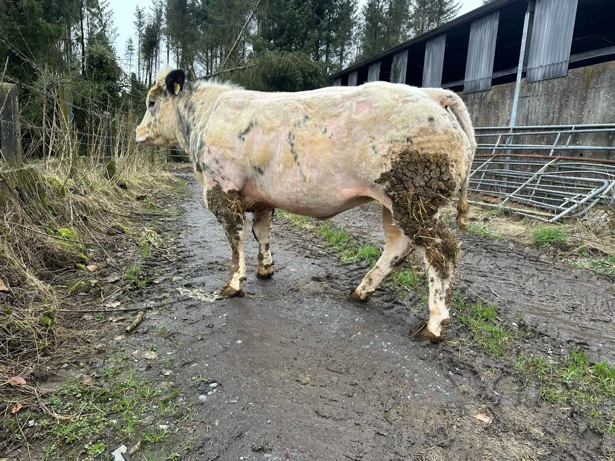 SHOW HEIFERS - Image 3