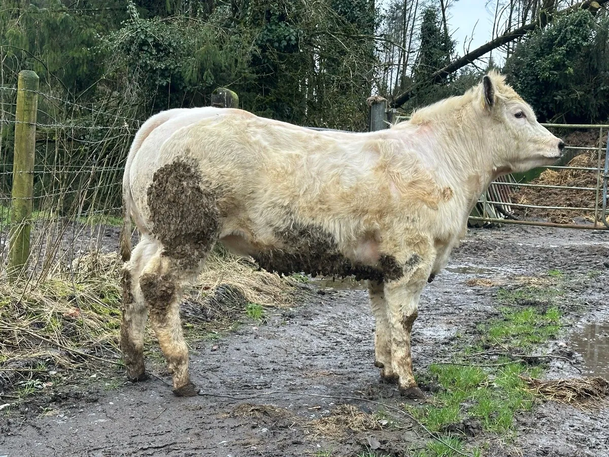 SHOW HEIFERS - Image 4