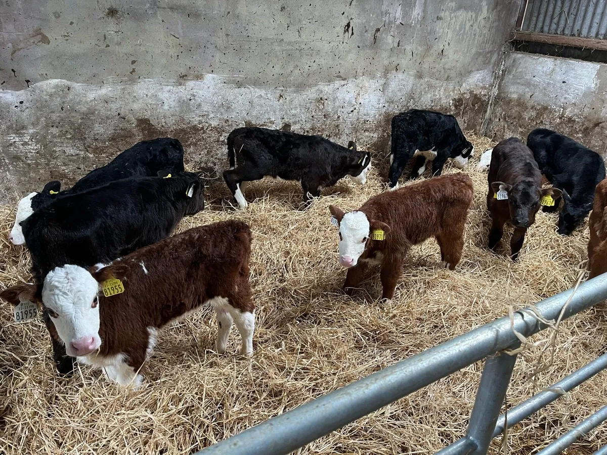 Calves - Image 1