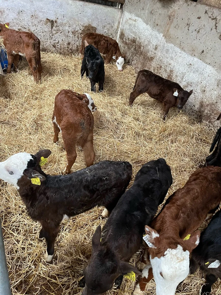 Calves - Image 2