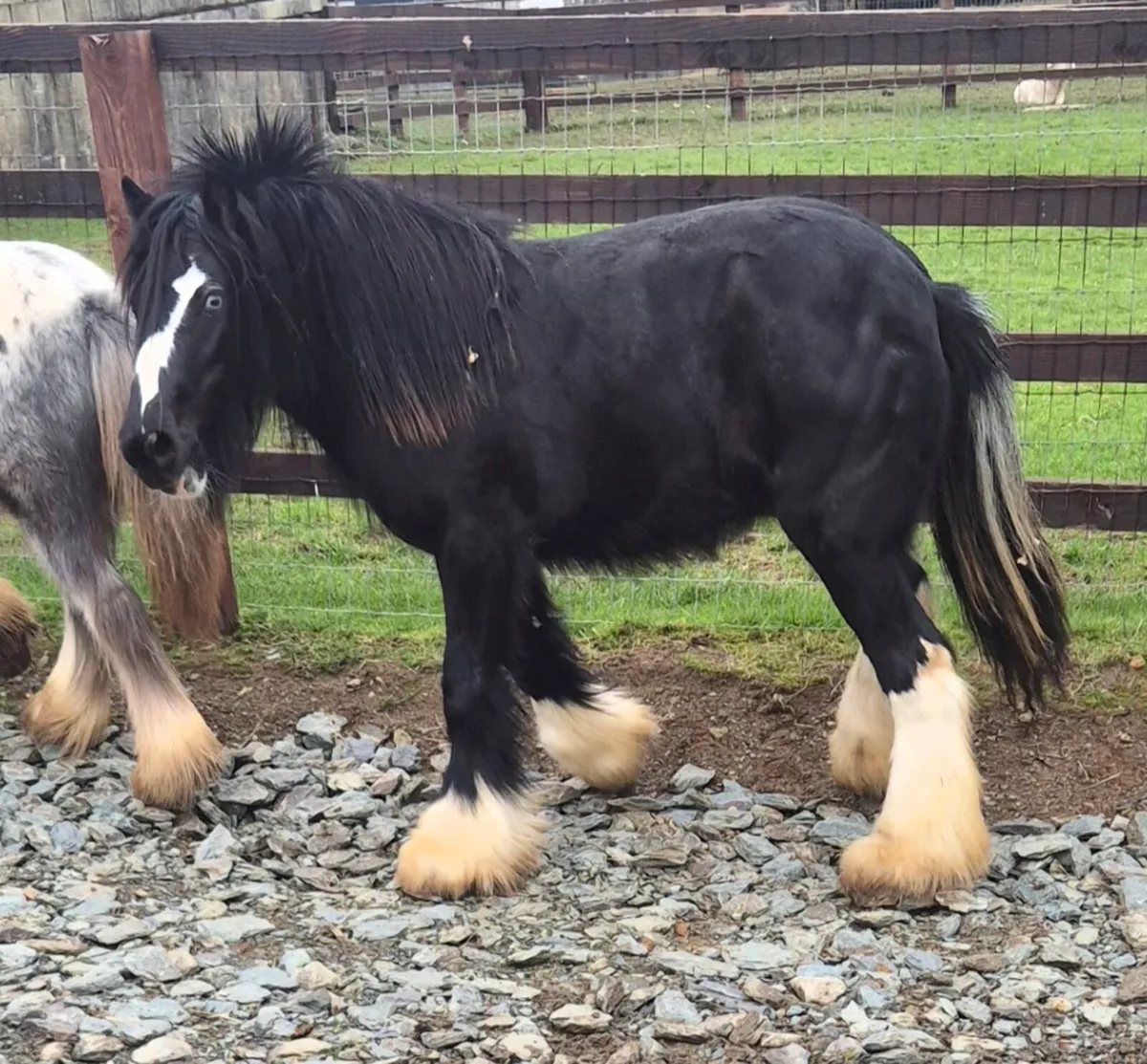 2year old filly - Image 1