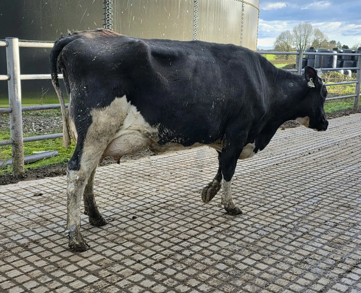 Dairy sale Corrin 100 head Friday 20th - Image 1