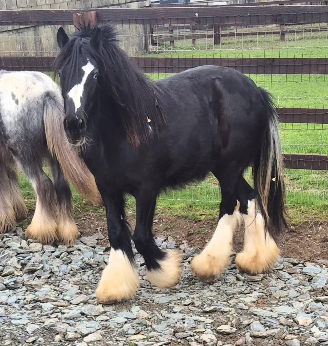 2year old filly - Image 2