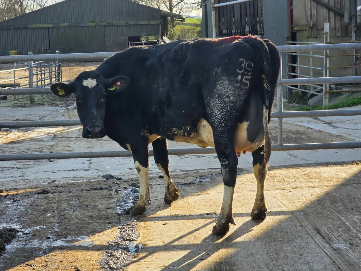 Dairy sale Corrin 100 head Friday 20th - Image 2