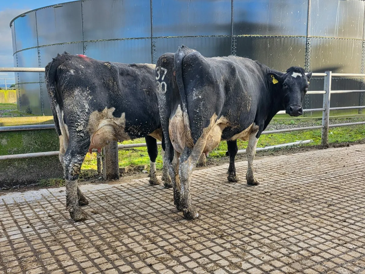 Dairy sale Corrin 100 head Friday 20th - Image 3