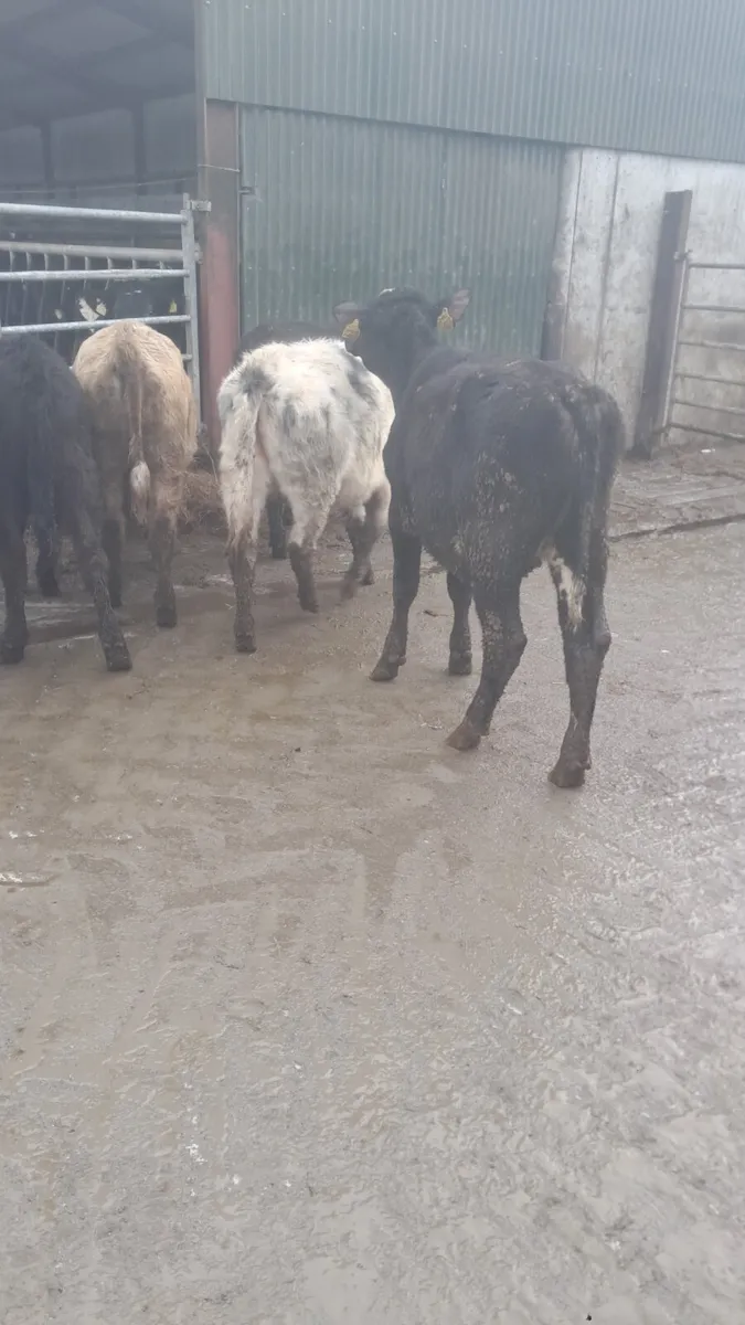 Weanling heifers - Image 2