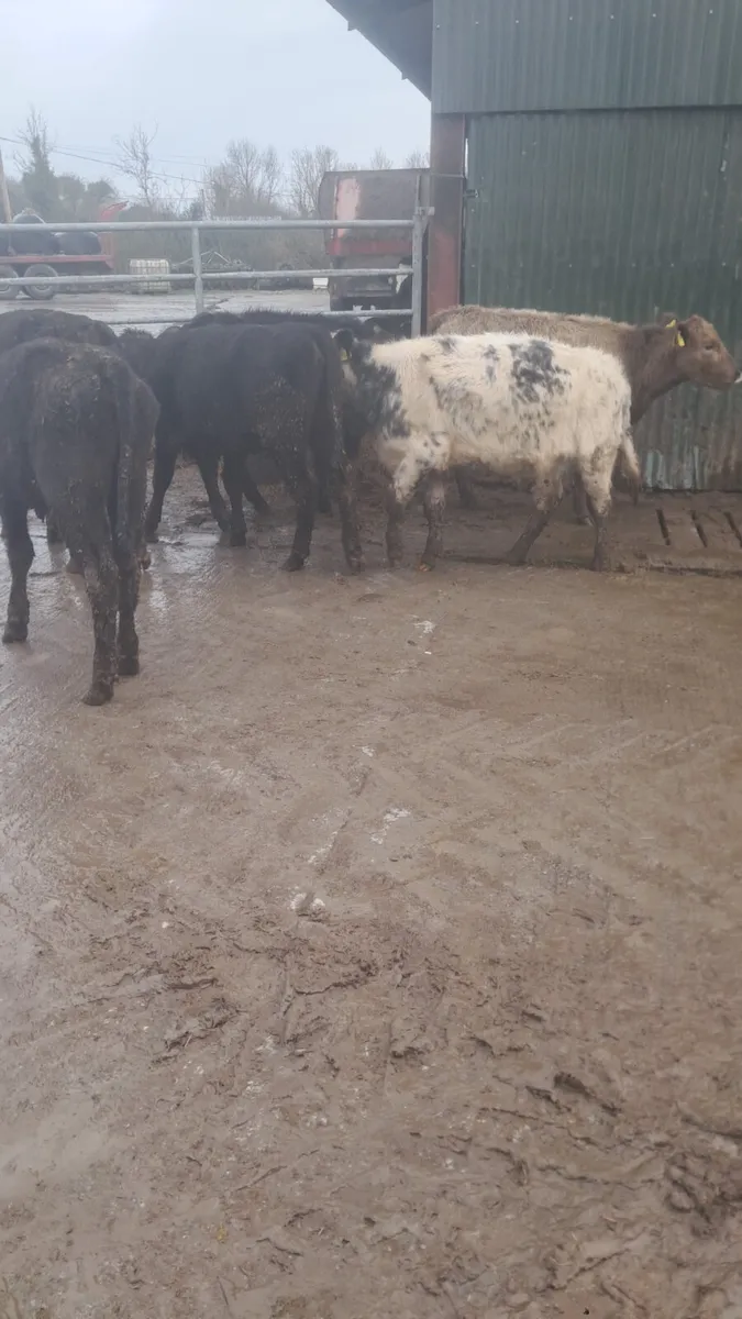 Weanling heifers - Image 3