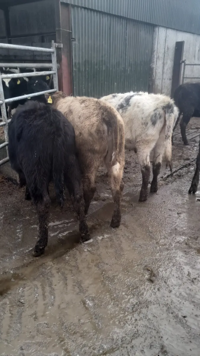 Weanling heifers - Image 1
