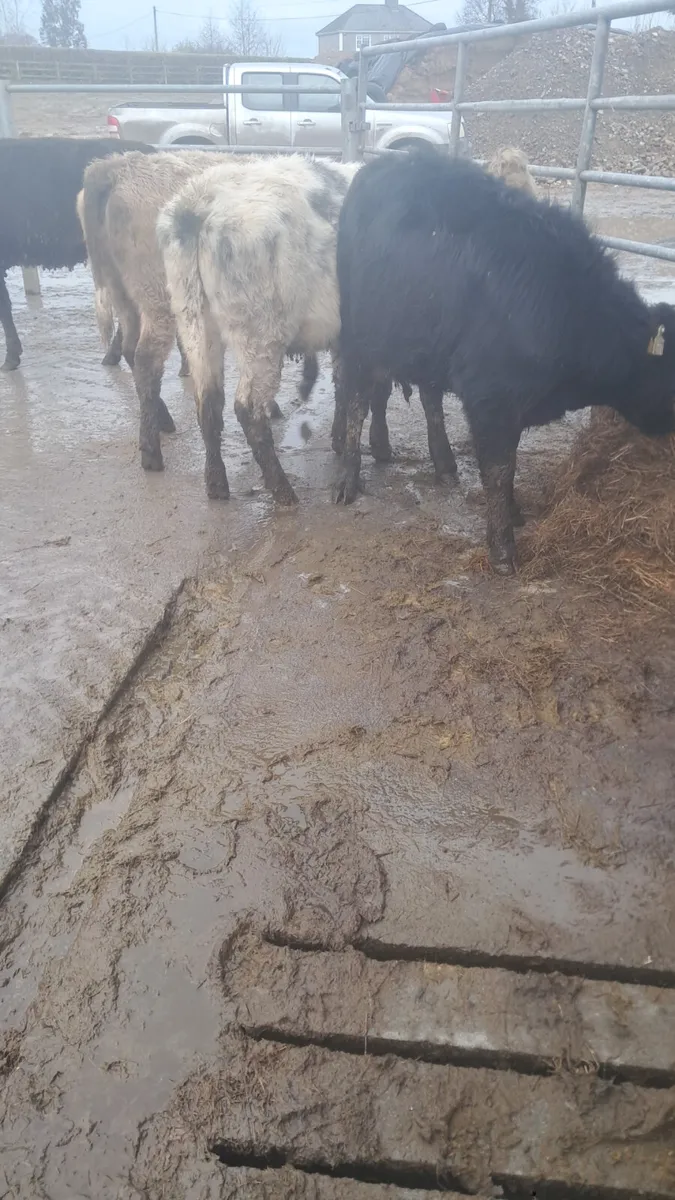 Weanling heifers - Image 4