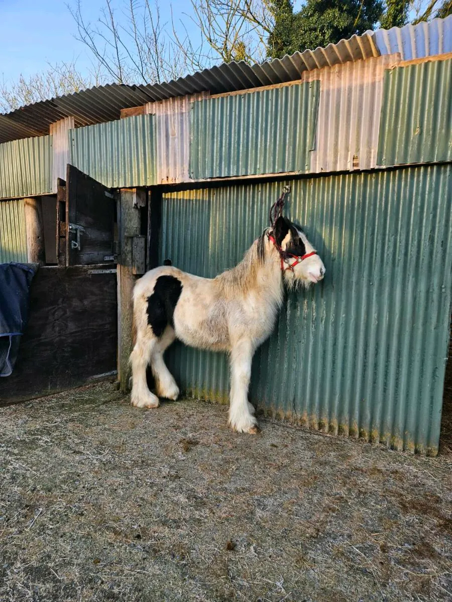 Black and white filly - Image 2
