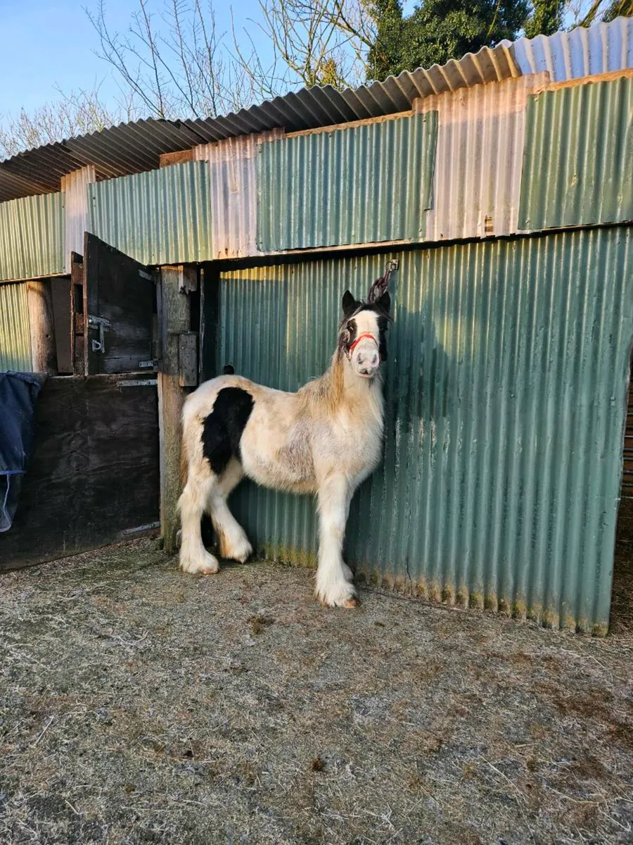 Black and white filly - Image 3