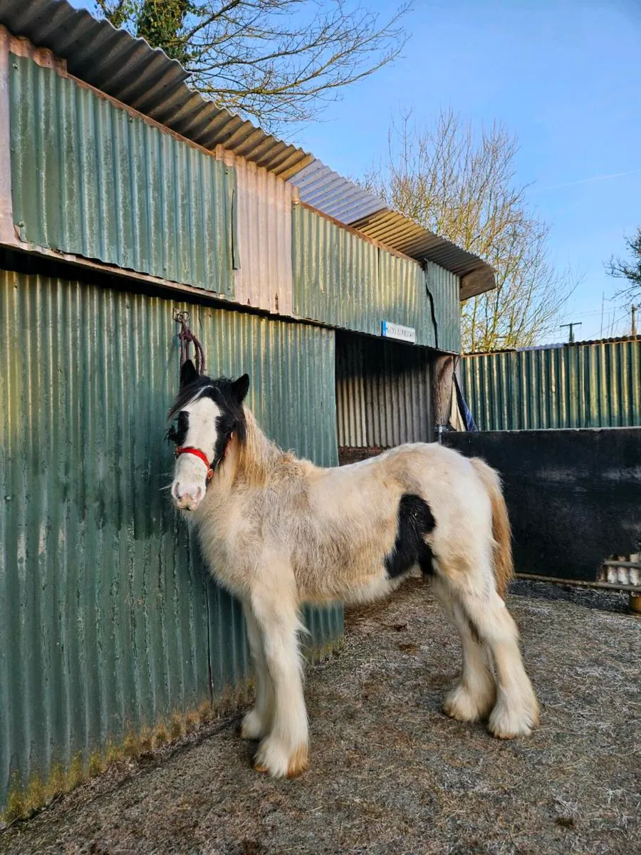 Black and white filly - Image 1
