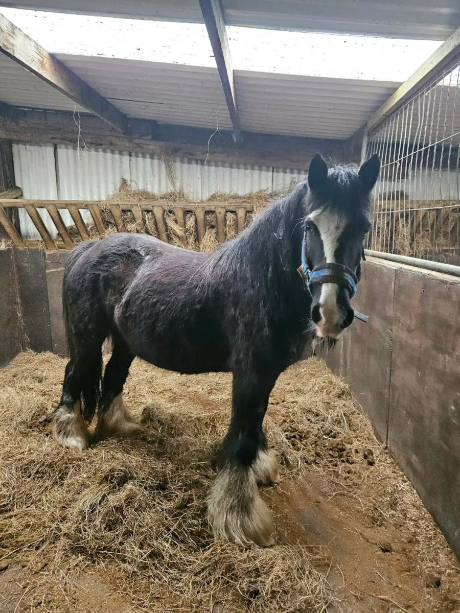 Black and white filly - Image 4
