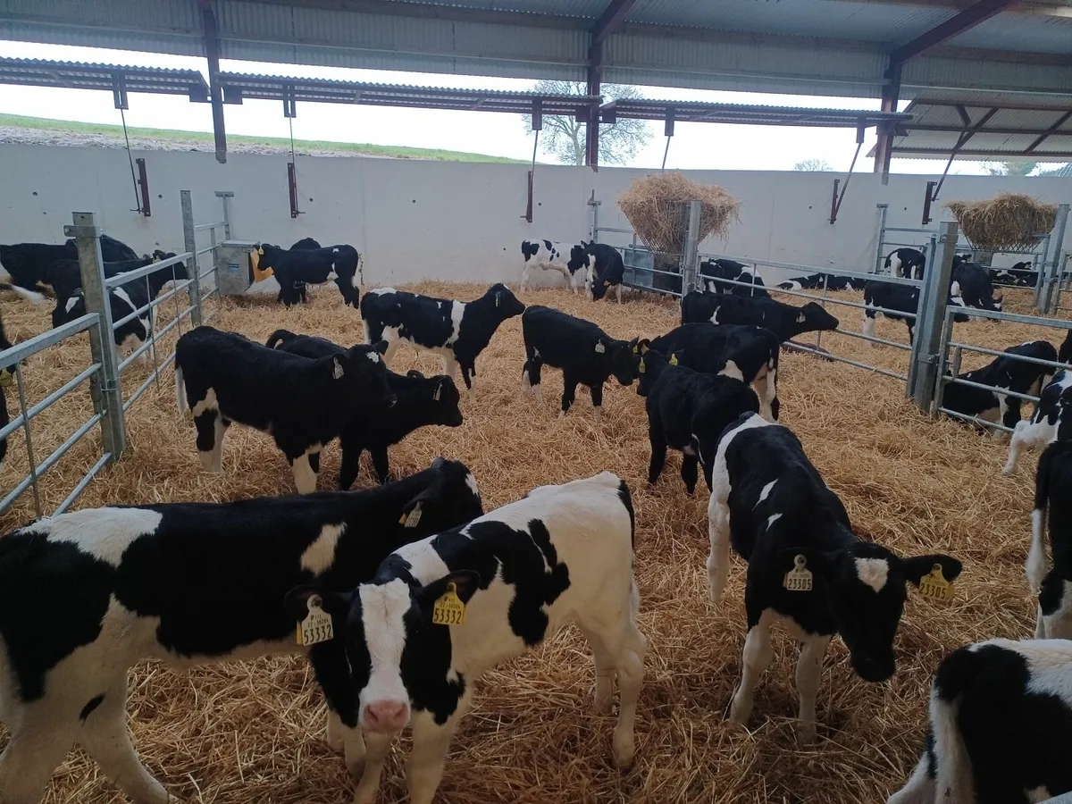 18 high E.B.I. Friesian heifer calves for sale - Image 1