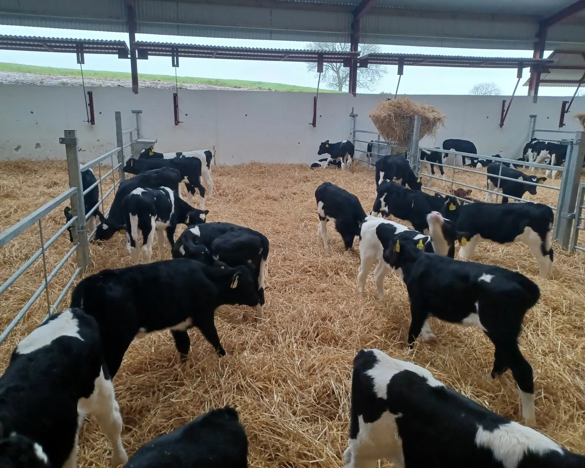 18 high E.B.I. Friesian heifer calves for sale - Image 2