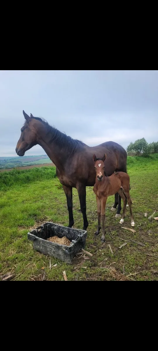 Broodmare ready for early cover - Image 1