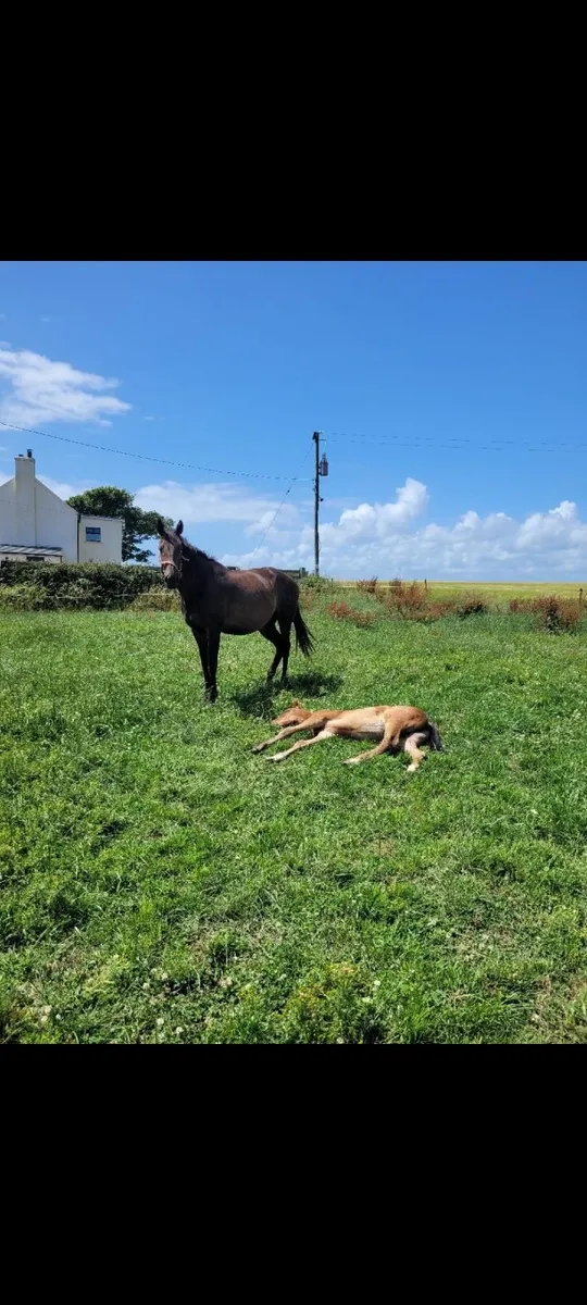 Broodmare ready for early cover - Image 2